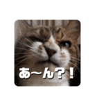 我が家のちょこくん3（個別スタンプ：1）