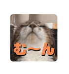 我が家のちょこくん3（個別スタンプ：2）