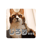 我が家のちょこくん3（個別スタンプ：3）