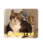我が家のちょこくん3（個別スタンプ：4）