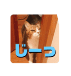 我が家のちょこくん3（個別スタンプ：6）