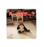 我が家のちょこくん3（個別スタンプ：7）