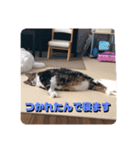 我が家のちょこくん3（個別スタンプ：8）