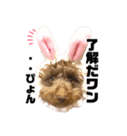 ダップーころんスタンプ（個別スタンプ：6）