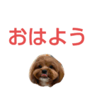 犬の便利スタンプ（個別スタンプ：1）