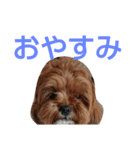 犬の便利スタンプ（個別スタンプ：2）