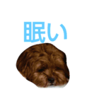 犬の便利スタンプ（個別スタンプ：3）