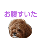 犬の便利スタンプ（個別スタンプ：4）