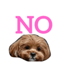 犬の便利スタンプ（個別スタンプ：6）