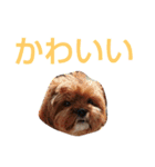 犬の便利スタンプ（個別スタンプ：7）