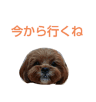 犬の便利スタンプ（個別スタンプ：8）