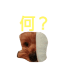 犬の便利スタンプ（個別スタンプ：9）