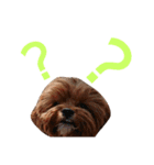 犬の便利スタンプ（個別スタンプ：10）