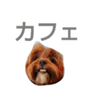 犬の便利スタンプ（個別スタンプ：11）