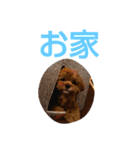 犬の便利スタンプ（個別スタンプ：13）