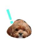 犬の便利スタンプ（個別スタンプ：14）