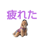 犬の便利スタンプ（個別スタンプ：15）