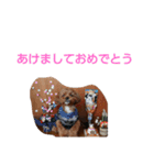 犬の便利スタンプ（個別スタンプ：17）