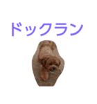 犬の便利スタンプ（個別スタンプ：18）