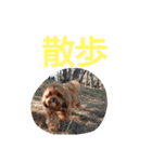 犬の便利スタンプ（個別スタンプ：20）