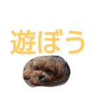 犬の便利スタンプ（個別スタンプ：22）