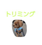 犬の便利スタンプ（個別スタンプ：23）