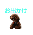 犬の便利スタンプ（個別スタンプ：24）