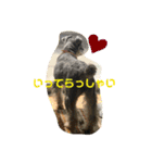 ミニチュアシュナウザーCIEL♡Part I（個別スタンプ：6）
