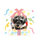 ミニチュアシュナウザーCIEL♡Part I（個別スタンプ：7）