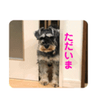 ミニチュアシュナウザーCIEL♡Part I（個別スタンプ：11）