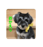 ミニチュアシュナウザーCIEL♡Part I（個別スタンプ：13）