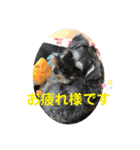 ミニチュアシュナウザーCIEL♡Part I（個別スタンプ：15）