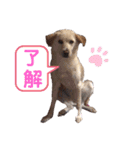 きなこの日常ʕ•ᴥ•ʔ2（個別スタンプ：1）