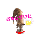 きなこの日常ʕ•ᴥ•ʔ2（個別スタンプ：2）