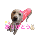 きなこの日常ʕ•ᴥ•ʔ2（個別スタンプ：4）
