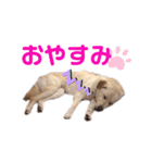 きなこの日常ʕ•ᴥ•ʔ2（個別スタンプ：6）