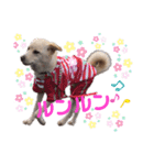 きなこの日常ʕ•ᴥ•ʔ2（個別スタンプ：8）