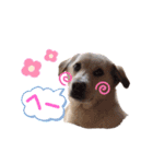 きなこの日常ʕ•ᴥ•ʔ2（個別スタンプ：9）