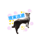きなこの日常ʕ•ᴥ•ʔ2（個別スタンプ：10）