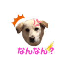 きなこの日常ʕ•ᴥ•ʔ2（個別スタンプ：12）