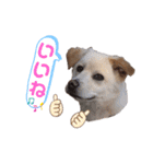 きなこの日常ʕ•ᴥ•ʔ2（個別スタンプ：14）
