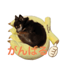 サカタ はなこ もずく よく使うやつ 2（個別スタンプ：31）