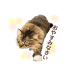 ねこ ♡ 挨拶編（個別スタンプ：2）