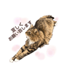 ねこ ♡ 挨拶編（個別スタンプ：3）
