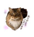 ねこ ♡ 挨拶編（個別スタンプ：4）