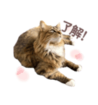 ねこ ♡ 挨拶編（個別スタンプ：6）