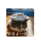 愉快なニャンず②(=^x^=)（個別スタンプ：1）