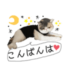 愉快なニャンず②(=^x^=)（個別スタンプ：3）