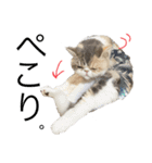 愉快なニャンず②(=^x^=)（個別スタンプ：6）
