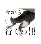 愉快なニャンず②(=^x^=)（個別スタンプ：7）